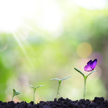 Small green seedlings emerging from dark soil, with a purple butterfly resting on the tallest sprout against a soft, sunlit green background.